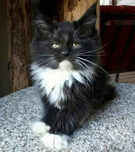 The Tuxedo Maine Coon The James Bond Of Cats Maine Coon Expert