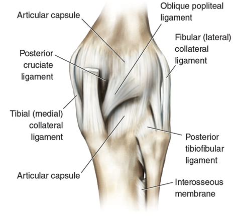 Many Ligaments Make Up Knees Structure Human Kinetics