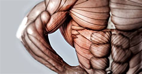 Getting To Know Your Serratus Anterior Strengthen Your Wings