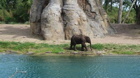 Baby Elephant In Animal Kingdom Disneyworld 2017 Elephant Animal