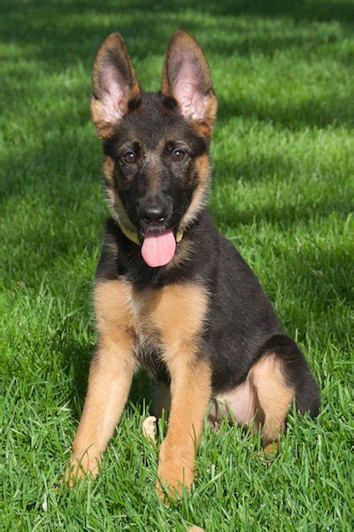 Ukpets found the following german shepherd for sale in the uk. Vollmond - Breeder of German Shepherd Puppies & Dogs For ...