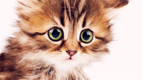 Wallpaper Kitten Cute Funny Animals 4k Animals 16151