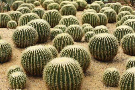 15 Interesting Cactus Facts For Cacti Lovers Unusualseeds