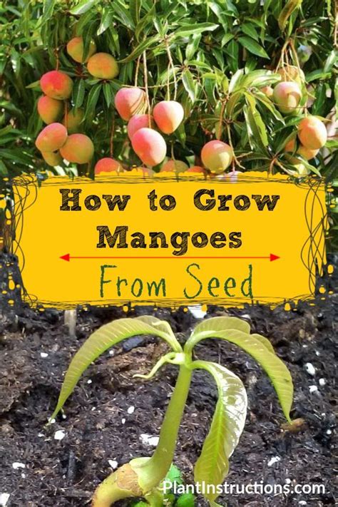 How To Grow Mango From Seed Growing Fruit Trees Fruit Tree Garden