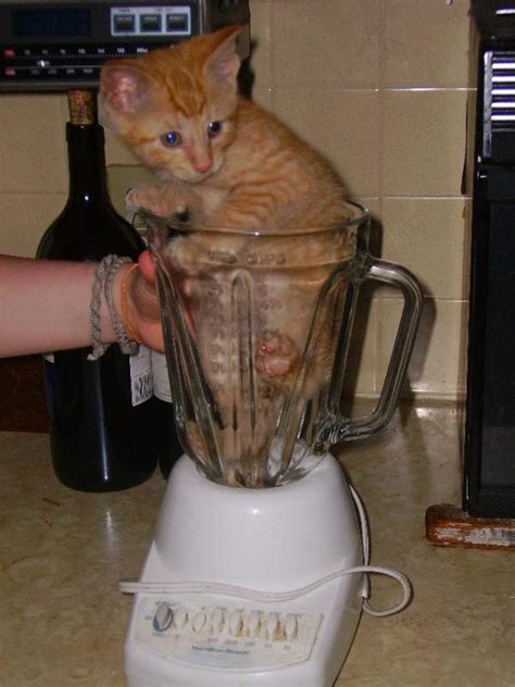You ready brad , attack plan kittens in the blender! What's worse than kittens in a blender? | Yahoo Answers