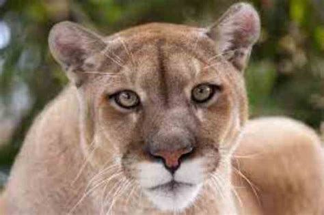 Cougars In Indiana Animalsresearch