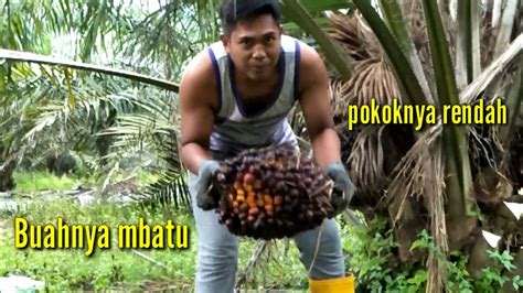 Kening, kentar, conteng, sulit, cabut, sambutan, sambung, memetot, mengelap, gigil, bahasa melayu tahun 5 (imbuhan sisipan). PANEN POKOK SAWIT SISIPAN || BERUMUR 5 TAHUN. - YouTube