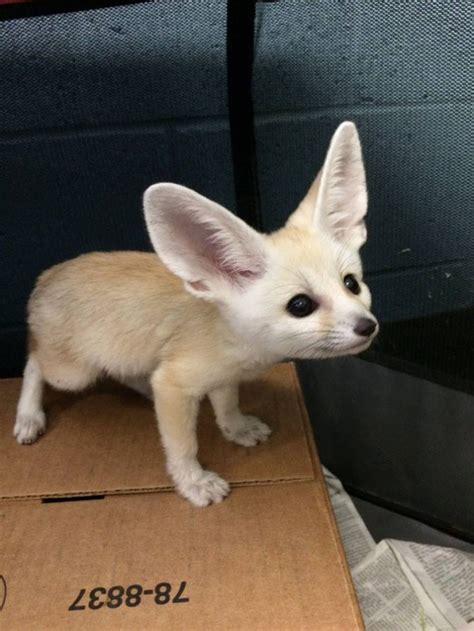 See more ideas about pets for sale, exotic pets, pets. Fennec Fox Animals For Sale | Chicago, IL #251892