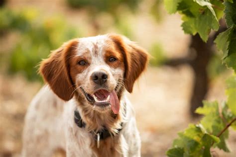 Are Brittany Spaniels Smart Dogs