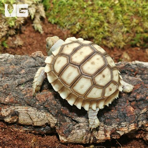 Baby Sulcata Tortoises Centrochelys Sulcata For Sale Underground
