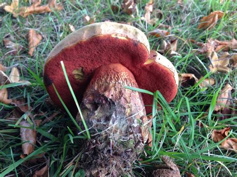 Lurid Bolete