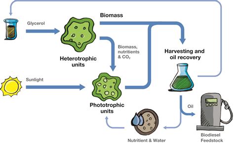 Algae Biofuel Chart