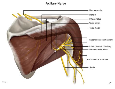 Muscles Innervated By Axillary Nerve