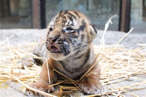 San Diego Safari Park Celebrating The Birth Of Two Endangered Tiger