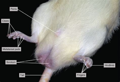 Dissection Of The Rat Rattus Norvegicus Springerlink