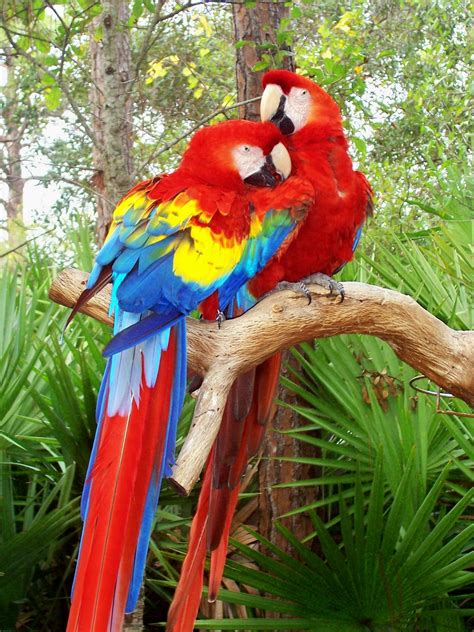 Parrot Wild Birds Wild Life