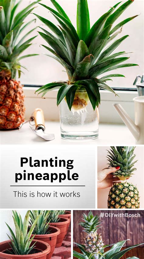 Planting Pineapple Heres How Bosch Diy Plants Growing Vegetables