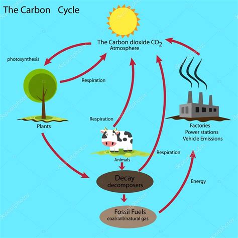 Arriba 101 Foto Diagrama De Flujo Del Ciclo Del Carbono El último