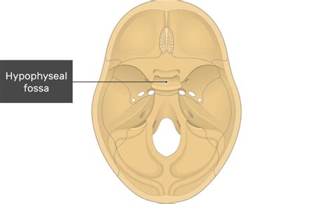 Fissures Foramina And Markings Of The Base Of The Skull Getbodysmart