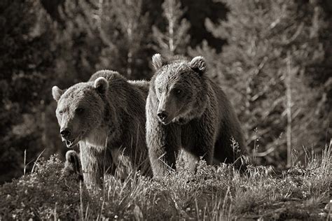 Grizzly Bear Cubs Sepia Photograph By Tim Fitzharris Fine Art America