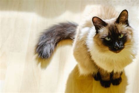 The Cheerful Balinese Cat Critter Culture