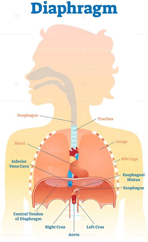 Diaphragm Definition Location Anatomy Function Diagram Hot Sex Picture