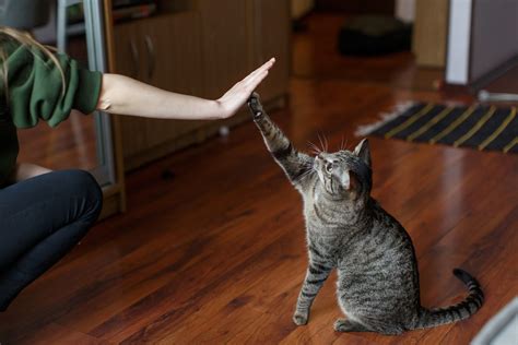 Want To Teach Your Cat Tricks Its Easier Than You Think