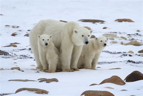 11 Facts About Polar Bears And Penguins Explore