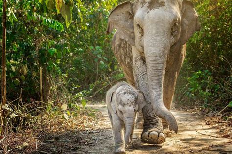 A true story of ani. Elephant Sanctuary Phuket - Visit with Easy day Thailand