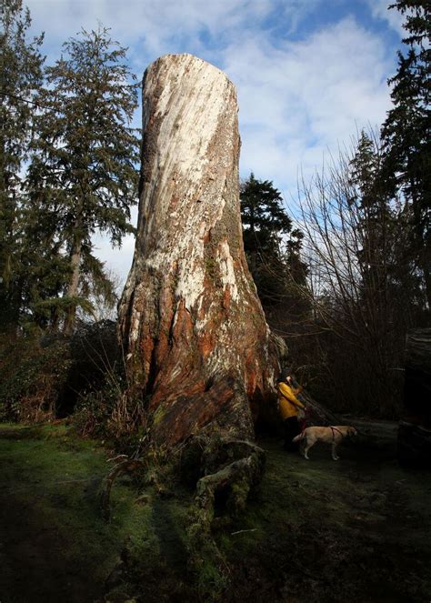 Oregons Largest Tree Now A Magnificent Stump On The Oregon Coast