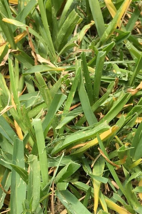 St Augustine Grass Turning Yellow In 2022 St Augustine Grass Grass