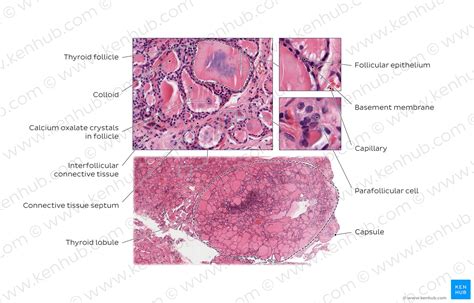 Thyroid Gland Histology Anatomy And Function Kenhub The Best Porn Website