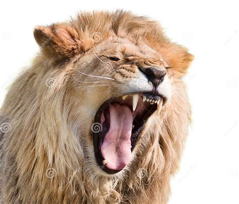 Fury Of A Lion Stock Image Image Of Furious Head Dominant 137881079