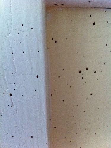 After they have a nocturnal blood meal, they digest the substance and eliminate it. Fecal Stain on Wall? - ID please « Got Bed Bugs? Bedbugger ...