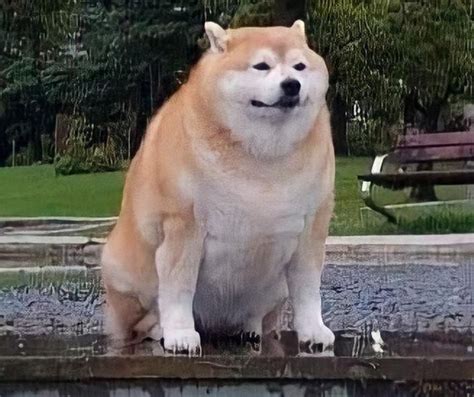 Fat Doge Meme Guy