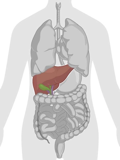 Anatomía De Los órganos Del Cuerpo Humano Hígado Stock De Ilustración
