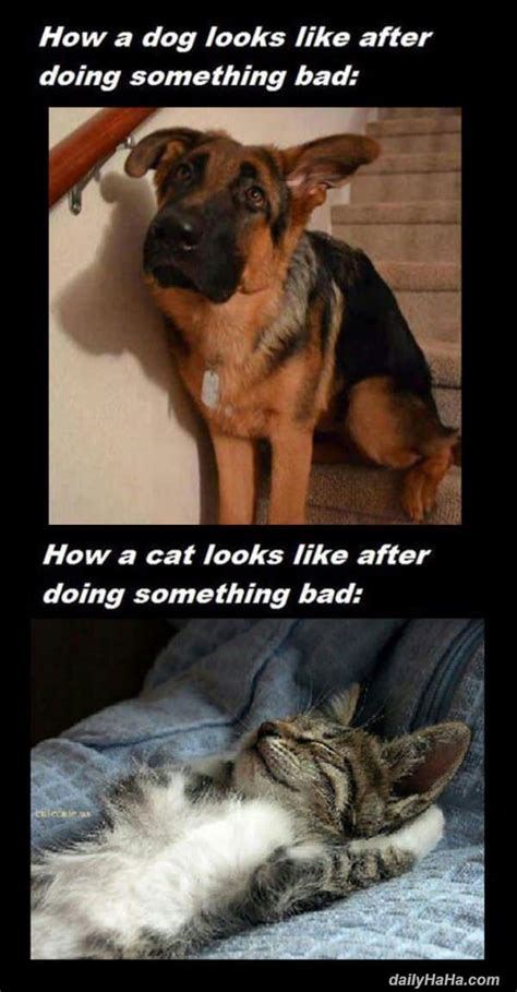 Cats Vs Dogs Difference