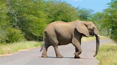 Kruger mpumalanga international airport situated in kruger national park, this lodge is 0.1 mi (0.1 km) from mapungubwe world heritage. Kruger National Park Vacations 2017: Package & Save up to ...