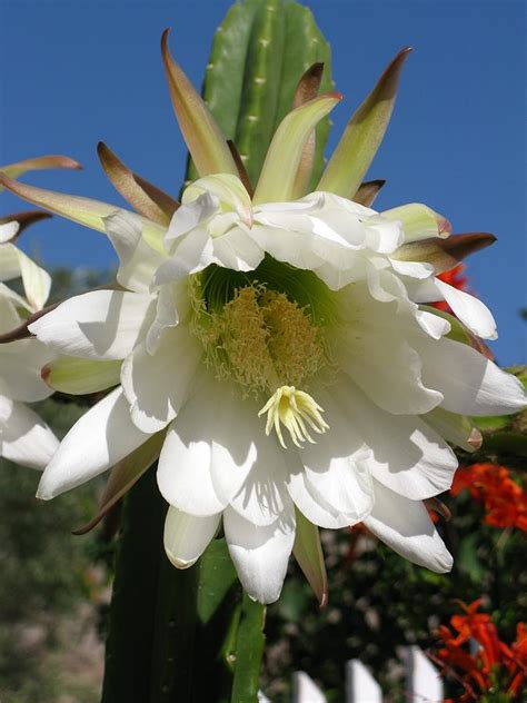 The properties and effects of this sacred plant? San Pedro Flower Photograph by Andonis Katanos