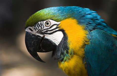 Blue And Yellow Macaw Hd Wallpaper Wallpaperbetter