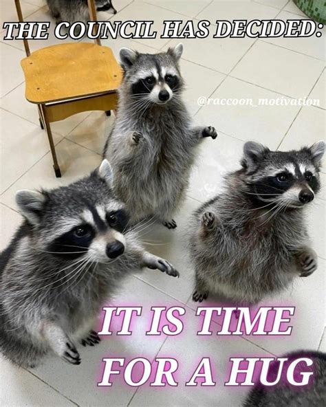 Animal Memes Funny Animals Cute Animals Funny Raccoons Funny