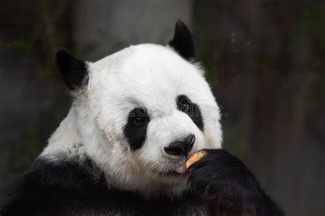 Funny Pose Of Giant Panda Stock Photo Image Of Ailuropoda 233884028