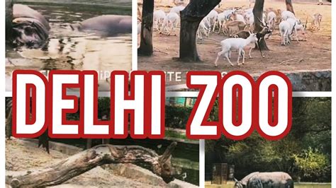 National Zoological Park Delhi Zoo 2020 Youtube