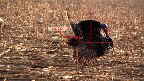 Rmsgear Blog Turkey Videos And Shot Placement Commentary