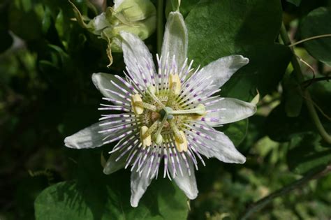 Maybe you would like to learn more about one of these? Native Florida Wildflowers: March 2015