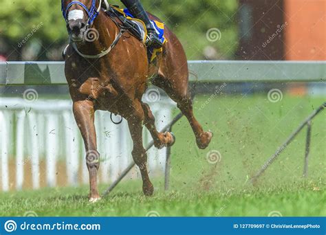 Race Horse Running Legs Hoofs Track Close Up Stock Image Image Of