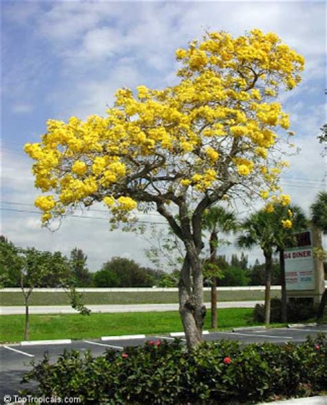 The white, pink, purple, red or yellow blooms of frangipani (plumeria spp.) flower in the summer. Smiling Sally: Yellow Tabebuia