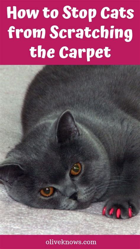 How To Stop Cats From Scratching The Carpet Oliveknows Cat Behavior