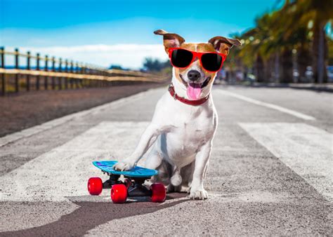 300 Cool Dog Names for Males and Females - Parade Pets
