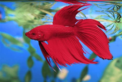 I have been working with my young betta for a few months now. Aquarium Fish for Sale | Betta Fish for Sale | Lowest ...